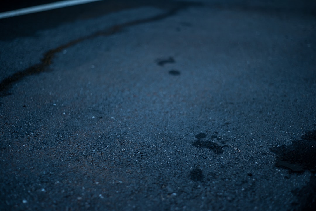 a black cat paw prints on the ground