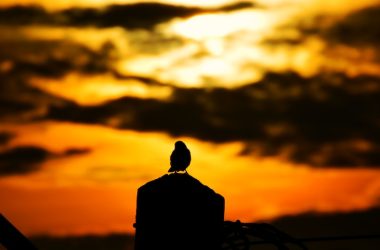 silhouette of bird during sunset