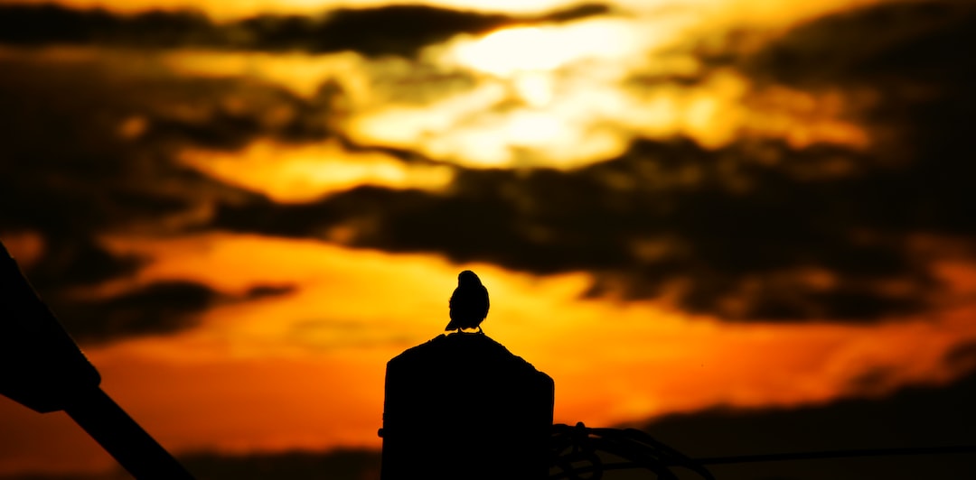 silhouette of bird during sunset