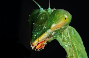 green praying mantis in close up photography