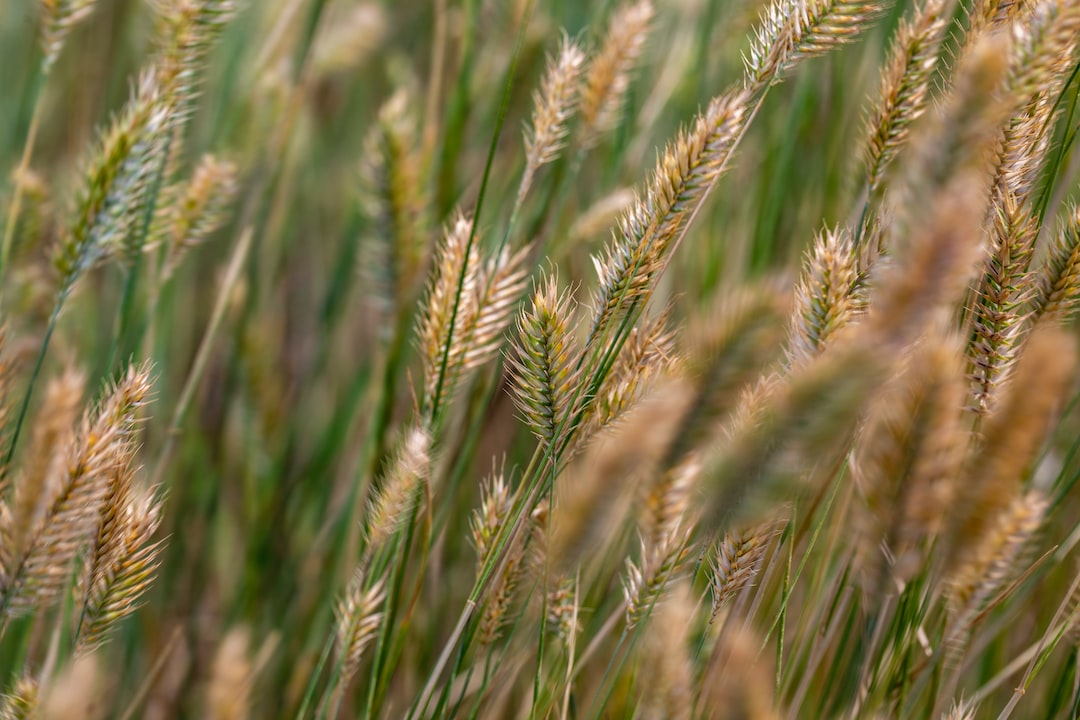 close up of wheat