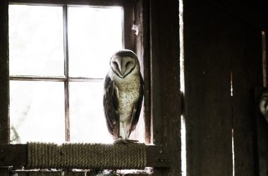 grey and black barn owl near glass window during daytime