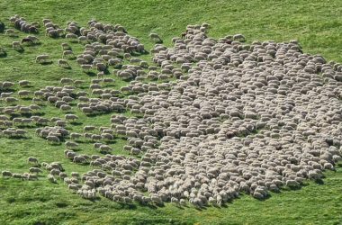 herd of sheep running on green grass field