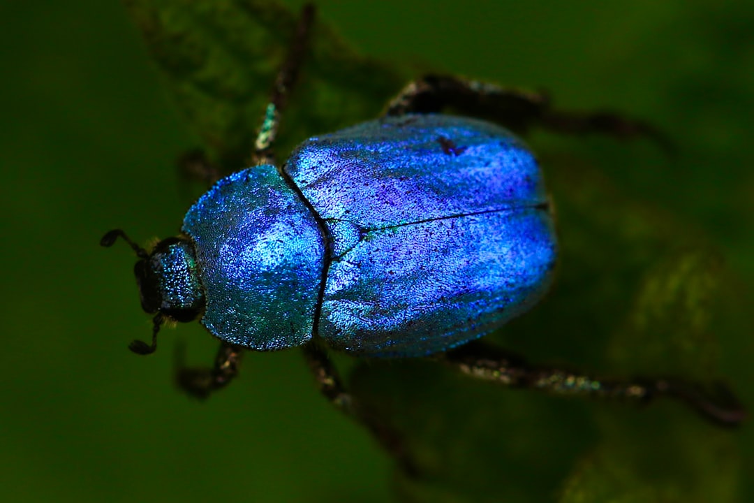 macro shot of blue beetle