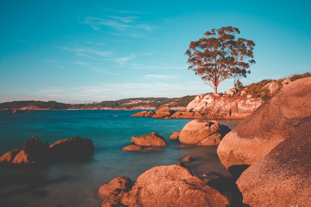 brown bare tree on brown rock formation near body of water during daytime