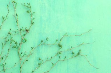 green-leafed plant