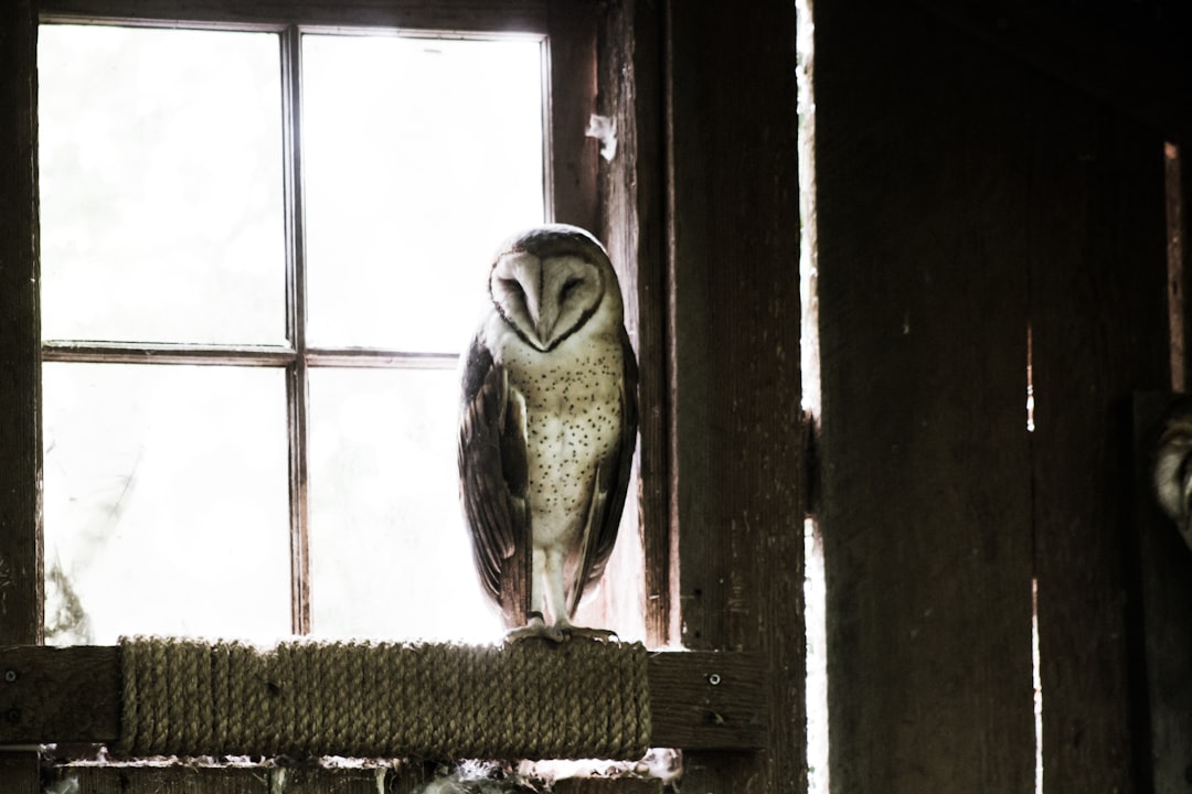 grey and black barn owl near glass window during daytime