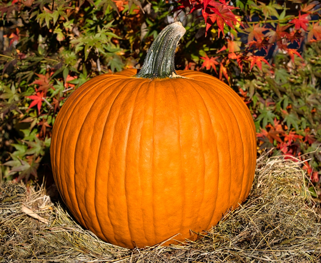 a pumpkin in the grass