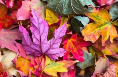 flat lay photography of purple and red leaves