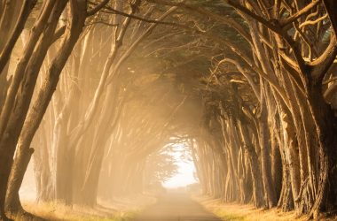 empty street in between of tall trees during golden hour