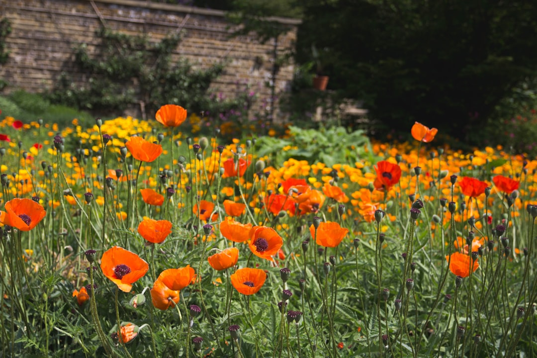 field of orange poppy flowers