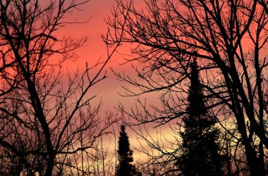 silhouette of trees during sunset