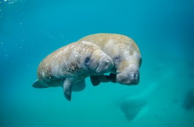 Mother manatee and calf swimming