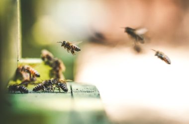 shallow focus photography of bees flew in mid air