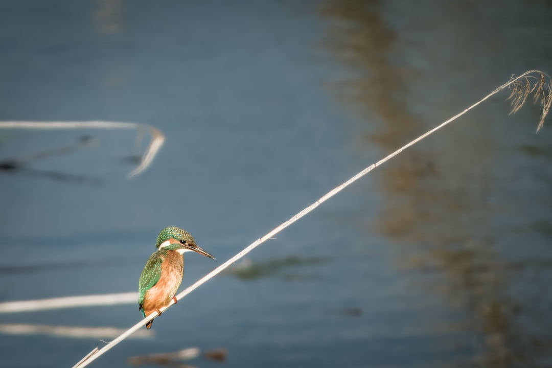 A small bird sitting on a stick in the water