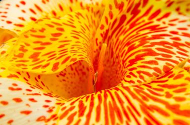 closeup photo of orange and yellow petaled flower