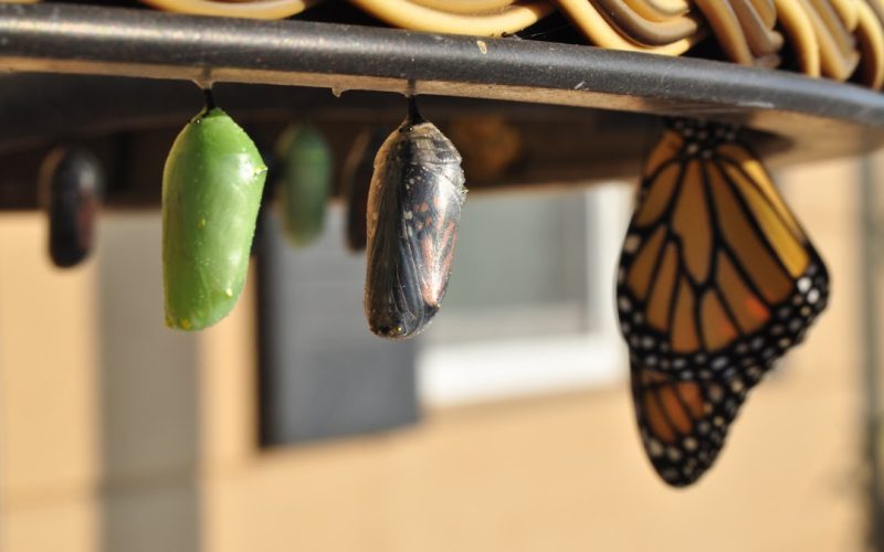 three pupas
