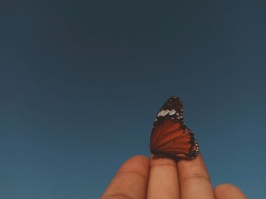 red and black butterfly on finger