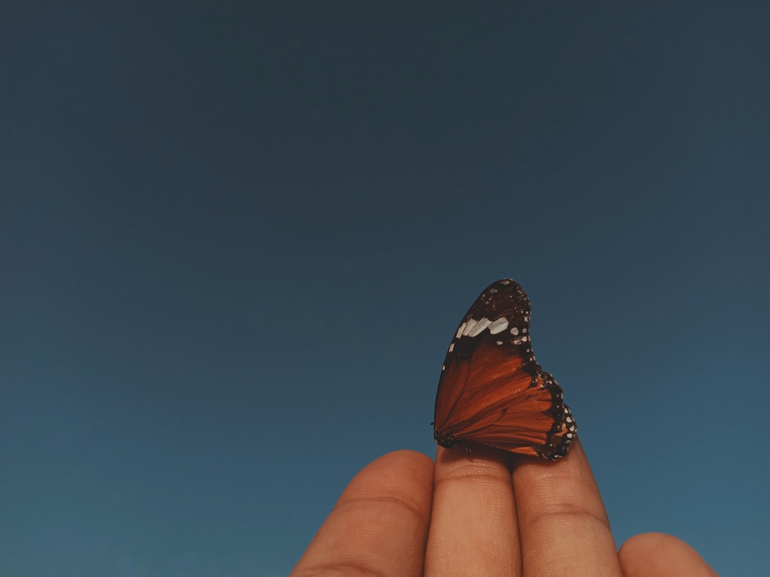 red and black butterfly on finger