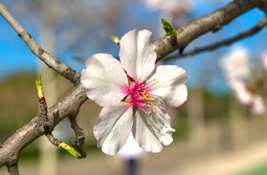 a close up of a flower on a tree