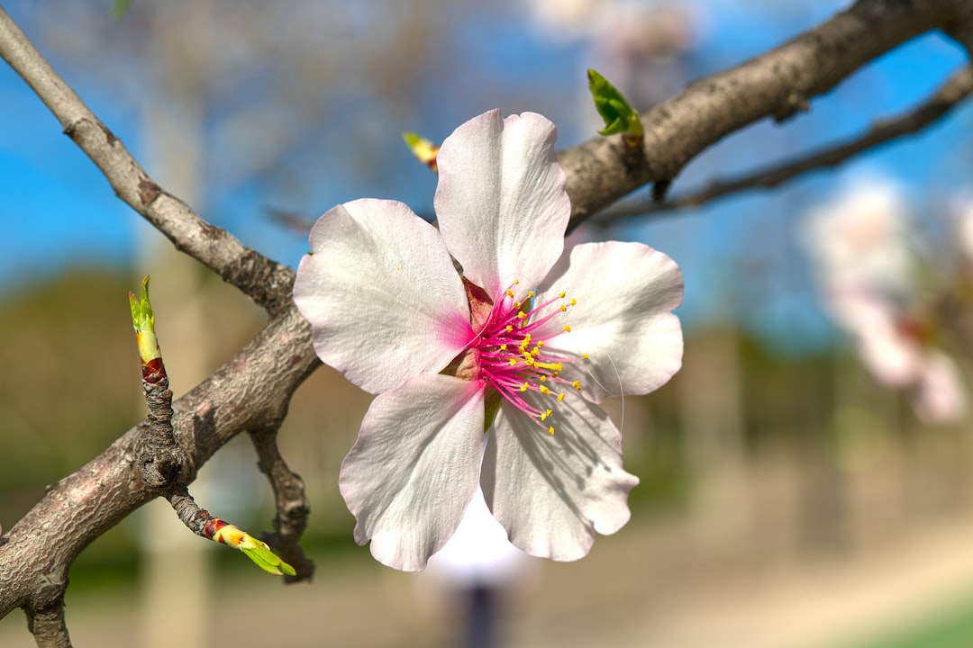 a close up of a flower on a tree