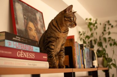 a cat sitting on top of a book shelf