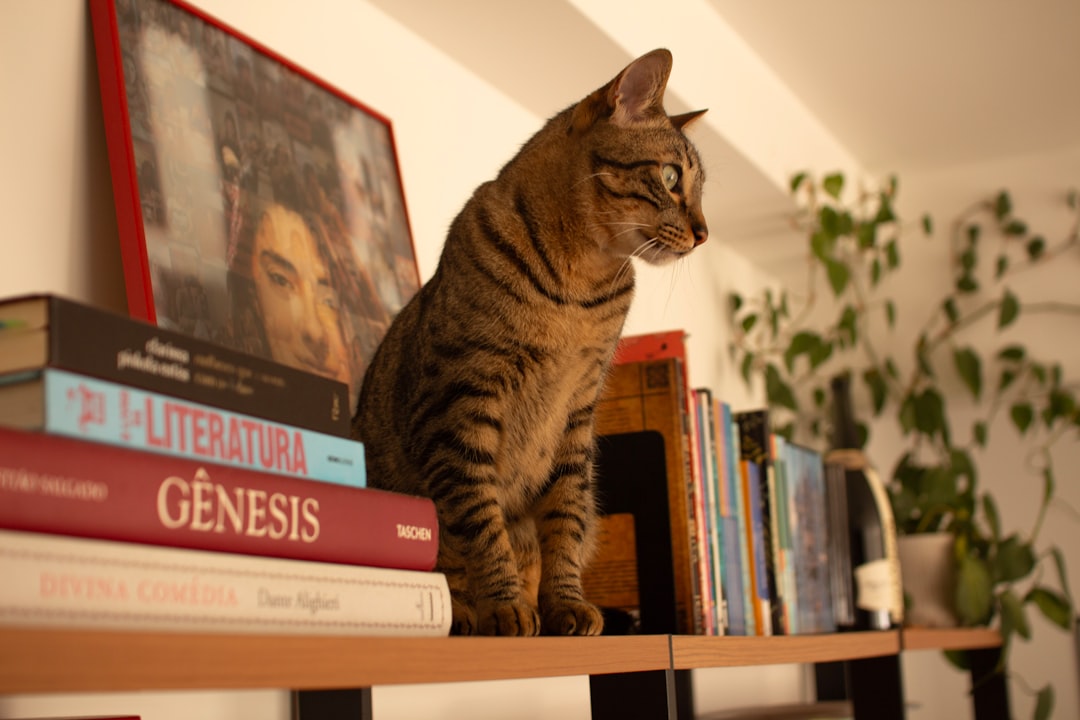 a cat sitting on top of a book shelf