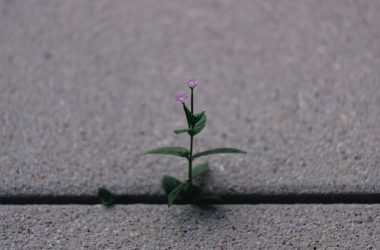 a small plant sprouts out of the pavement