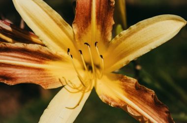 a close up of a yellow and brown flower