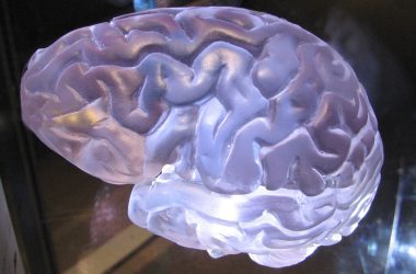 a close up of a plastic brain model