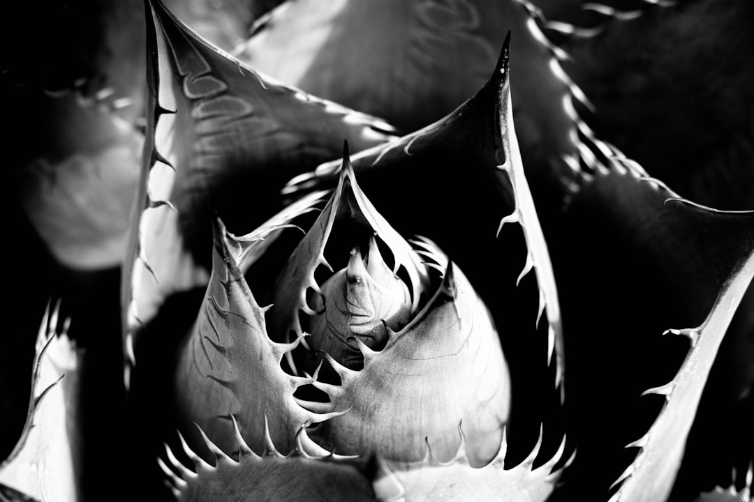 grayscale photo of flower bud