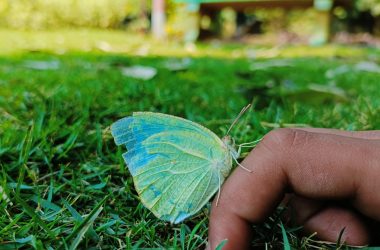 a person holding a butterfly
