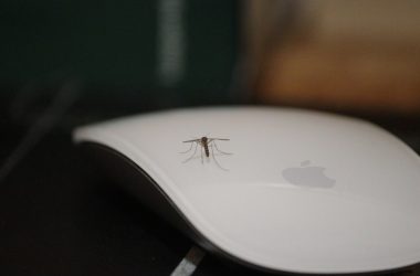 a spider on a white plate