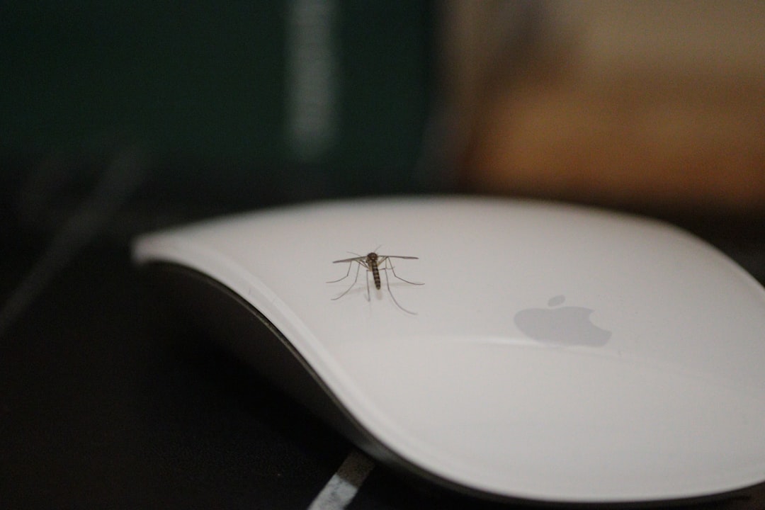a spider on a white plate