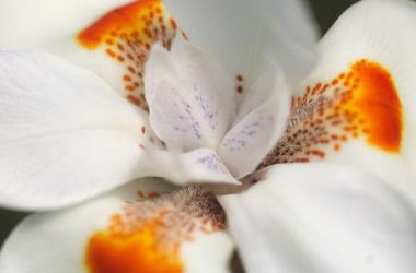 a close up of a white and orange flower