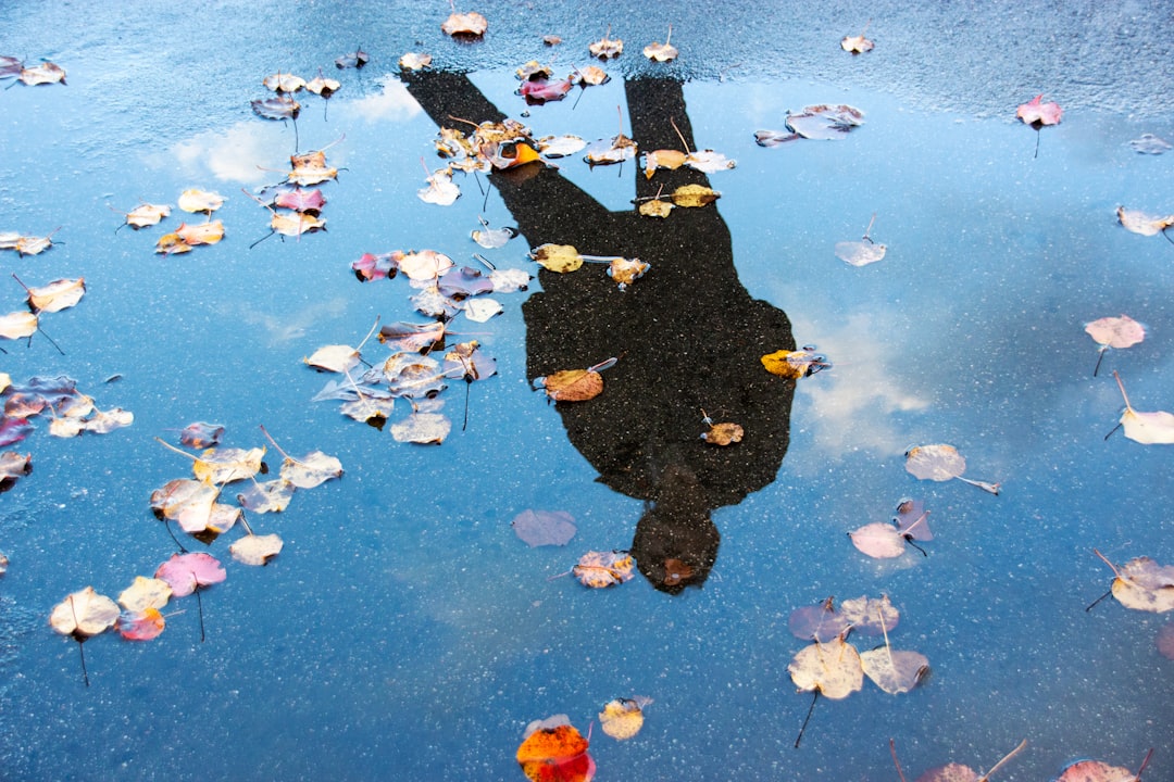 brown dried leaves on blue water