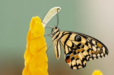 butterfly perched on flower at daytime