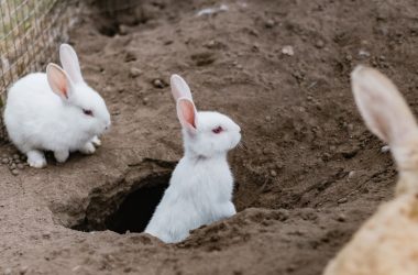two white rabbits