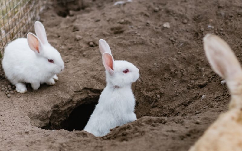 two white rabbits