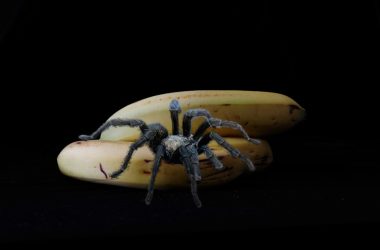 A tarantula sits on two bananas.