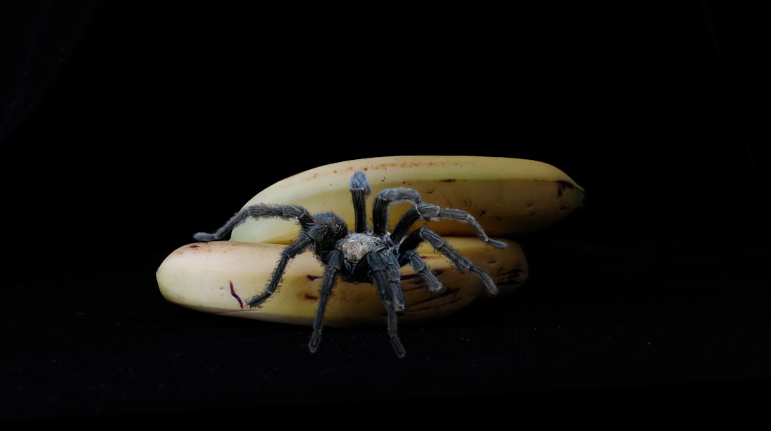 A tarantula sits on two bananas.