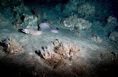 blue and white polka dot fish on coral reef