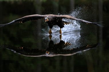 hawk flying over water