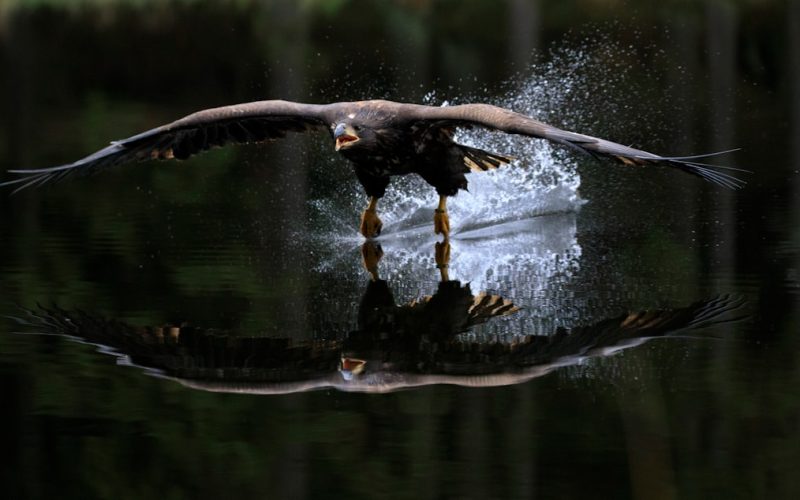 hawk flying over water