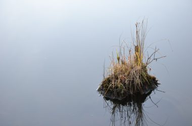 brown plant on water during daytime