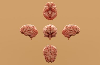 Various perspectives of a human brain are displayed.