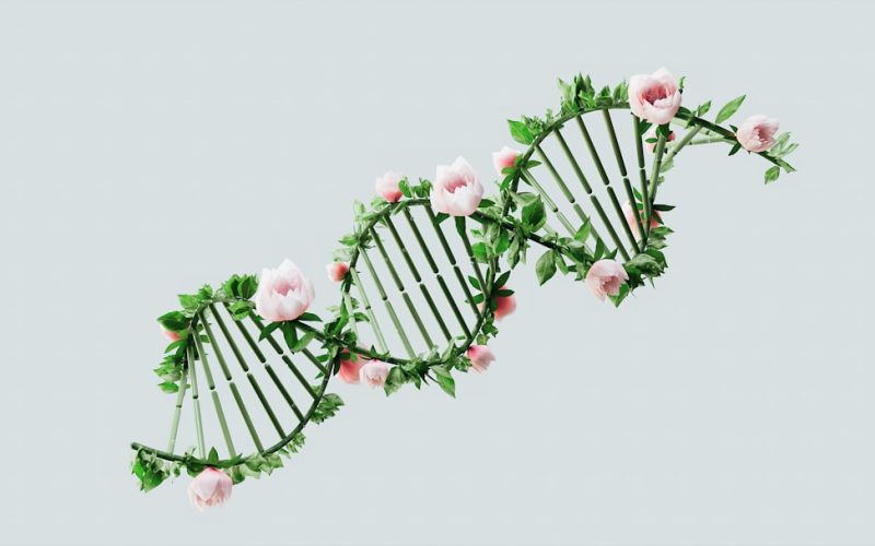 a close up of a plant with pink flowers