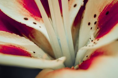 close up of a flower