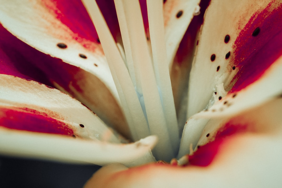 close up of a flower