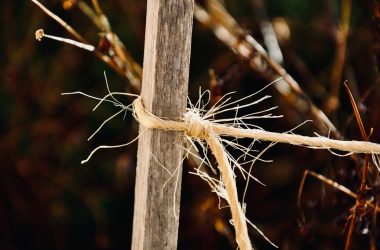 Rope is tied around a wooden stake.